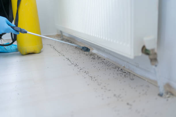 Best Rat Extermination Near Me  in Cobden, IL